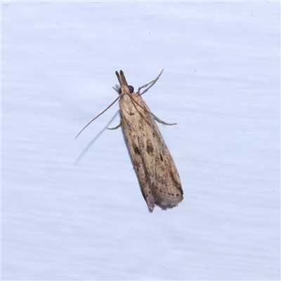 Faveria tritalis (Couchgrass Webworm) at Turner, ACT - 5 Nov 2024 by ConBoekel