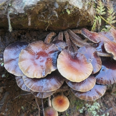 Hypholoma sp. (Hypholoma) at Brindabella, NSW - 17 May 2025 by jmcleod