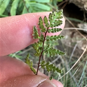 Cheilanthes austrotenuifolia at Aranda, ACT - Today by lbradley