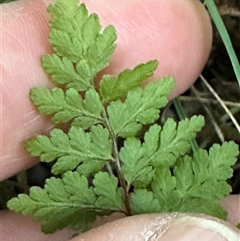 Cheilanthes austrotenuifolia (Rock Fern) at Aranda, ACT - Yesterday by lbradley