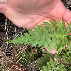 Blechnum nudum at Aranda, ACT - Today by lbradley
