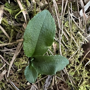 Pterostylis sp. at Aranda, ACT - Today by lbradley