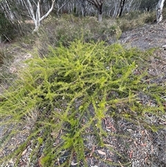 Grevillea juniperina at Aranda, ACT - Yesterday by lbradley