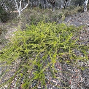 Grevillea juniperina at Aranda, ACT - Today by lbradley