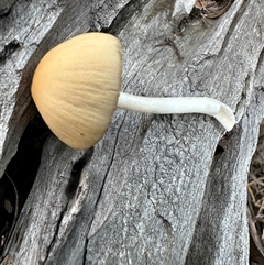 Unverified Cap on a stem; gills below cap [mushrooms or mushroom-like] at Aranda, ACT - 20 May 2025 by lbradley
