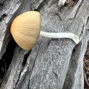 Unverified Cap on a stem; gills below cap [mushrooms or mushroom-like] at Aranda, ACT - Today by lbradley