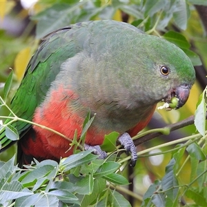 Alisterus scapularis (Australian King-Parrot) at Kambah, ACT - Today by LineMarie