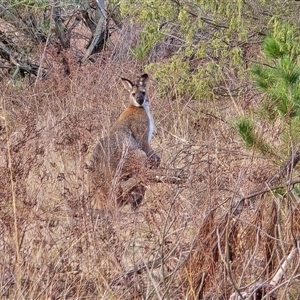 Notamacropus rufogriseus (Red-necked Wallaby) at Isaacs, ACT - Today by Mike