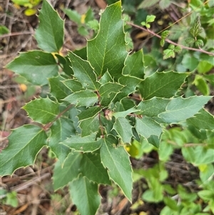 Berberis aquifolium at Isaacs, ACT - Today by Mike