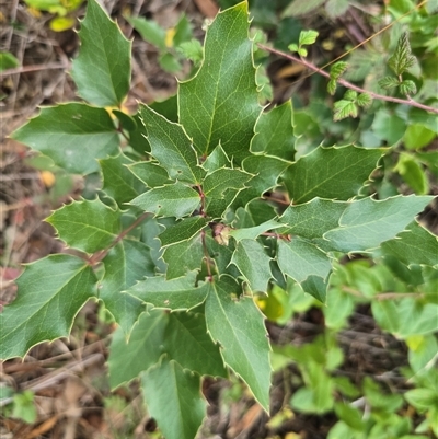 Berberis aquifolium (Oregon Grape) at Isaacs, ACT - Yesterday by Mike
