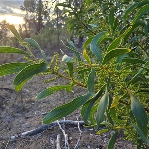Acacia sp. at Isaacs, ACT - Today by Mike