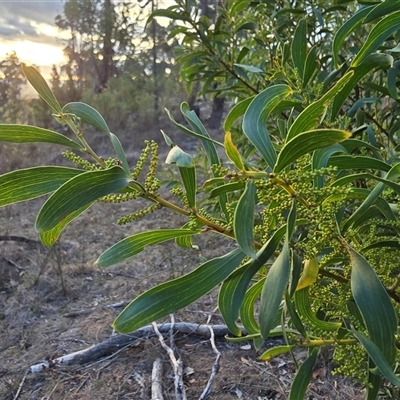 Acacia sp. at Isaacs, ACT - Yesterday by Mike