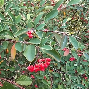 Cotoneaster glaucophyllus at Isaacs, ACT - Today by Mike