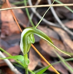 Pterostylis longipetala at Ulladulla, NSW - Yesterday by Clarel