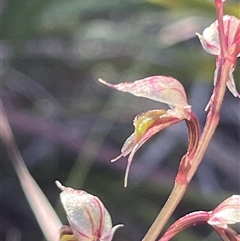 Acianthus fornicatus (Pixie-caps) at Ulladulla, NSW - Yesterday by Clarel