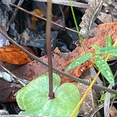 Acianthus fornicatus at Ulladulla, NSW - suppressed
