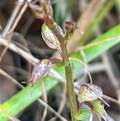 Acianthus fornicatus at Ulladulla, NSW - suppressed
