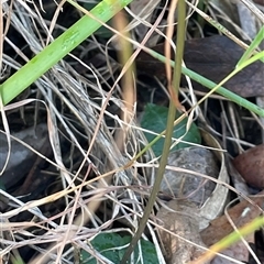 Acianthus fornicatus at Ulladulla, NSW - suppressed