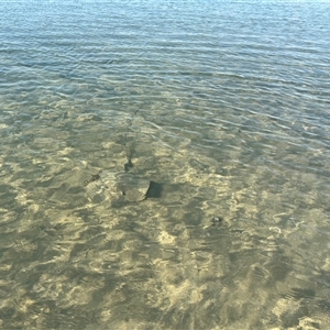 Unverified at suppressed - suppressed