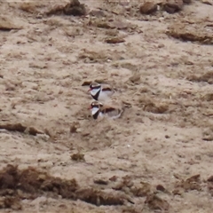 Charadrius melanops (Black-fronted Dotterel) at Gordon, ACT - 20 May 2025 by RodDeb