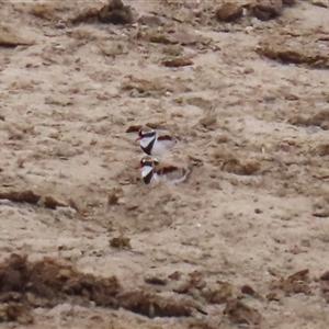 Charadrius melanops at Gordon, ACT - Today by RodDeb