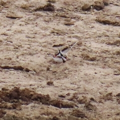 Charadrius melanops at Gordon, ACT - 20 May 2025 01:32 PM