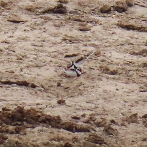 Charadrius melanops at Gordon, ACT - 20 May 2025 01:32 PM
