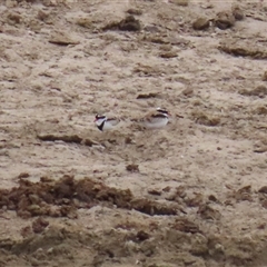 Charadrius melanops at Gordon, ACT - 20 May 2025 01:32 PM