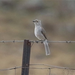 Colluricincla harmonica (Grey Shrikethrush) at Gordon, ACT - 20 May 2025 by RodDeb