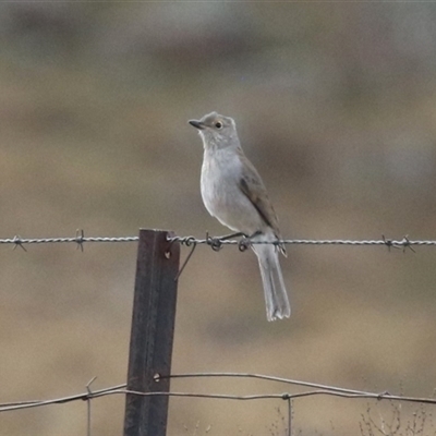 Colluricincla harmonica (Grey Shrikethrush) at Gordon, ACT - 20 May 2025 by RodDeb