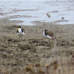 Vanellus miles (Masked Lapwing) at Gordon, ACT - 20 May 2025 by RodDeb