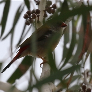 Neochmia temporalis at Gordon, ACT - Today by RodDeb
