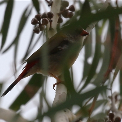 Neochmia temporalis at Gordon, ACT - 20 May 2025 by RodDeb