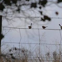 Malurus cyaneus (Superb Fairywren) at Gordon, ACT - 20 May 2025 by RodDeb