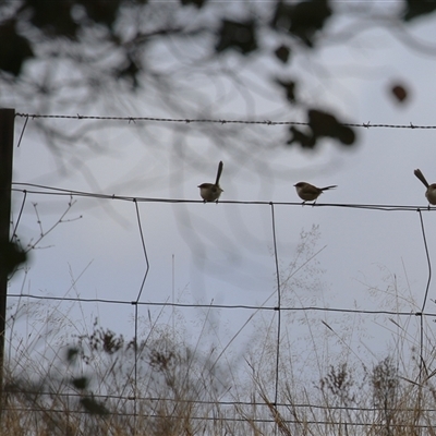 Malurus cyaneus (Superb Fairywren) at Gordon, ACT - 20 May 2025 by RodDeb