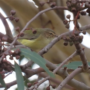 Smicrornis brevirostris at Gordon, ACT - Today by RodDeb