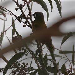 Nesoptilotis leucotis (White-eared Honeyeater) at Gordon, ACT - 20 May 2025 by RodDeb