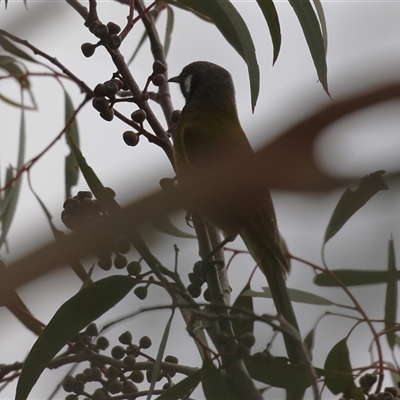 Nesoptilotis leucotis (White-eared Honeyeater) at Gordon, ACT - 20 May 2025 by RodDeb