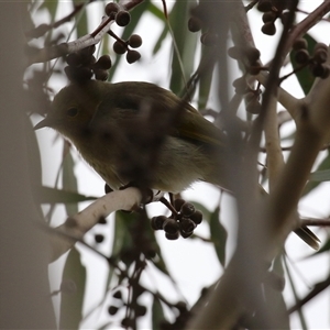 Ptilotula penicillata at Gordon, ACT - Today by RodDeb