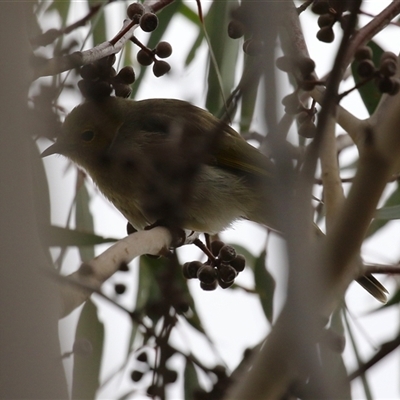 Ptilotula penicillata (White-plumed Honeyeater) at Gordon, ACT - 20 May 2025 by RodDeb
