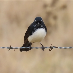 Rhipidura leucophrys at Gordon, ACT - Today by RodDeb