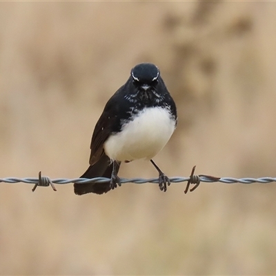 Rhipidura leucophrys (Willie Wagtail) at Gordon, ACT - 20 May 2025 by RodDeb
