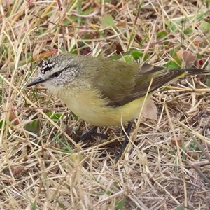 Acanthiza chrysorrhoa at Gordon, ACT - Today by RodDeb