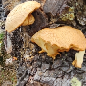 Gymnopilus junonius at Lidster, NSW - 18 May 2025 02:49 PM