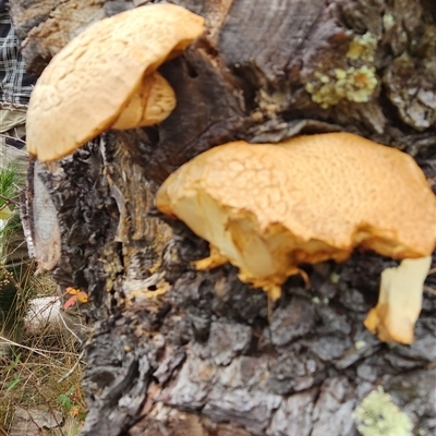 Gymnopilus junonius (Spectacular Rustgill) at Lidster, NSW - 18 May 2025 by Jaxheretoo