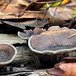 Coltricia cinnamomea at Ulladulla, NSW - Yesterday by Clarel