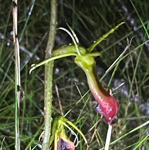 Cryptostylis subulata at Ulladulla, NSW - Today by Clarel