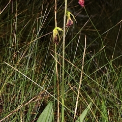 Cryptostylis subulata at Ulladulla, NSW - suppressed