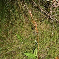 Cryptostylis subulata at Ulladulla, NSW - suppressed