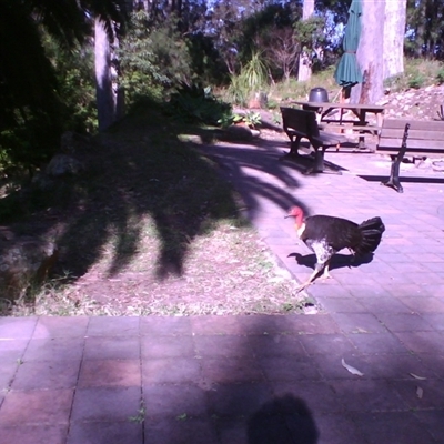 Alectura lathami (Australian Brush-turkey) at Morning Bay, NSW - 19 Aug 2009 by JasonPStewartNMsnc2016